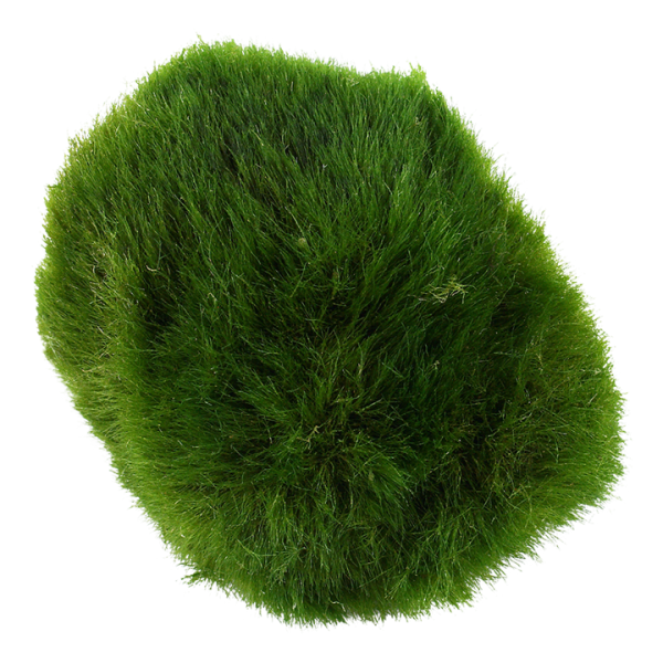 Aegagropila linnaei - Balls - Image 2