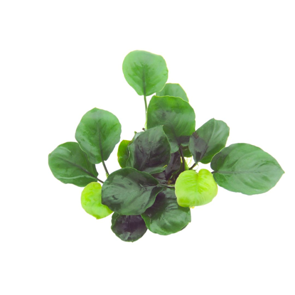 Anubias barteri 'Coin Leaf' - in Pot - Image 2