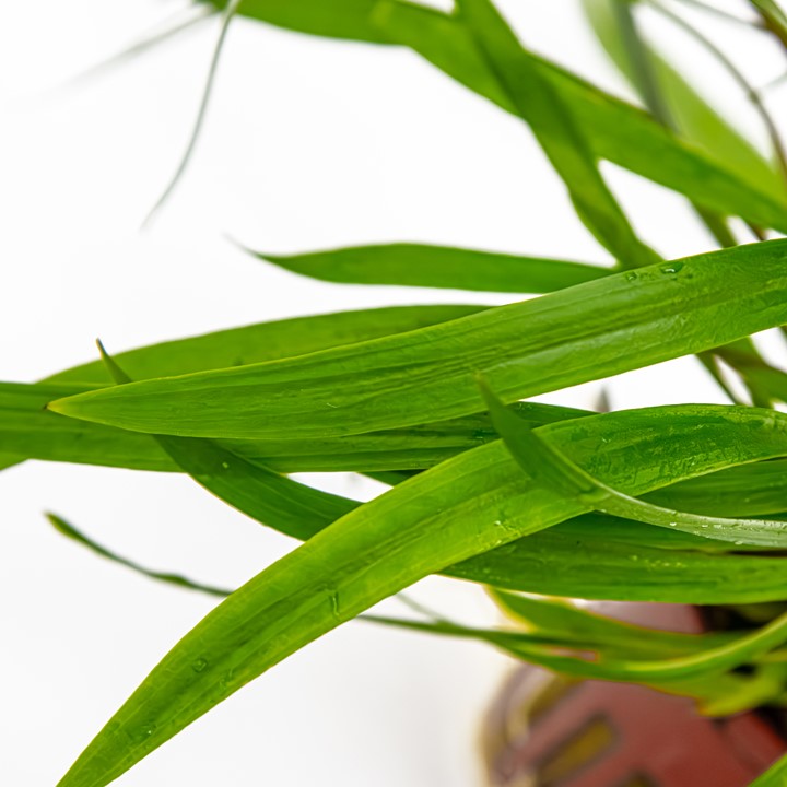 Cryptocoryne spiralis 'Red' - in Pot - Image 2
