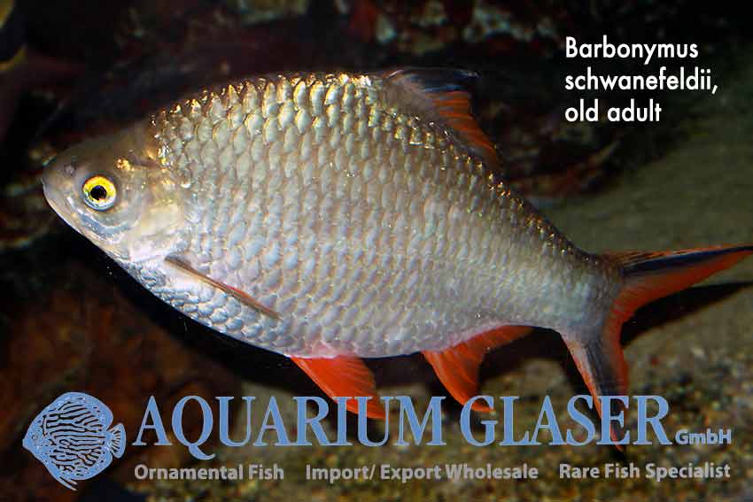 Tinfoil Barb S/M - Image 2