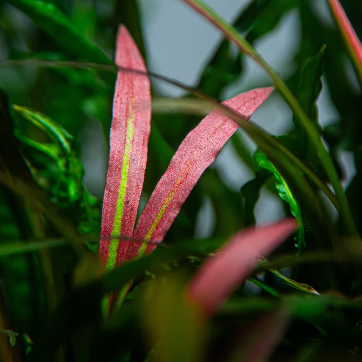 Cryptocoryne spiralis 'Red' - in Pot - Image 3