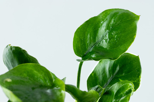 Anubias barteri 'Coin Leaf' - in Pot - Image 3