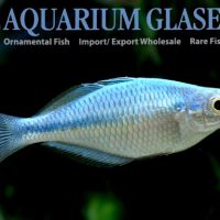 Turquoise Rainbowfish M