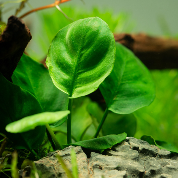 Anubias barteri 'Coin Leaf' - in Pot - Image 4