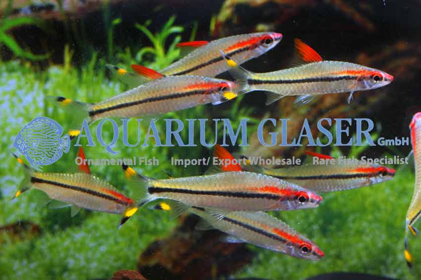 Red-Line Torpedo Barb M - Image 3