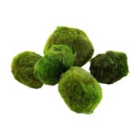 Aegagropila linnaei - Balls