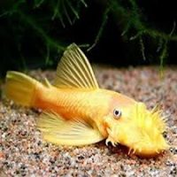 Ancistrus Bristlenose Pleco - Gold Albino M/L