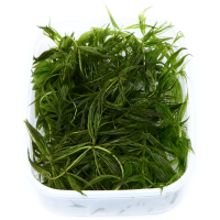 Ceratophyllum demersum - in Portion
