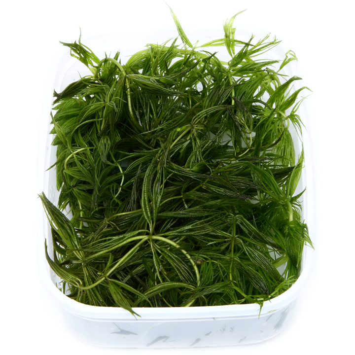 Ceratophyllum demersum - in Portion