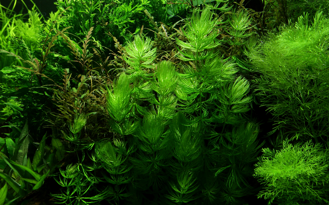 Ceratophyllum demersum - in Portion - Image 2