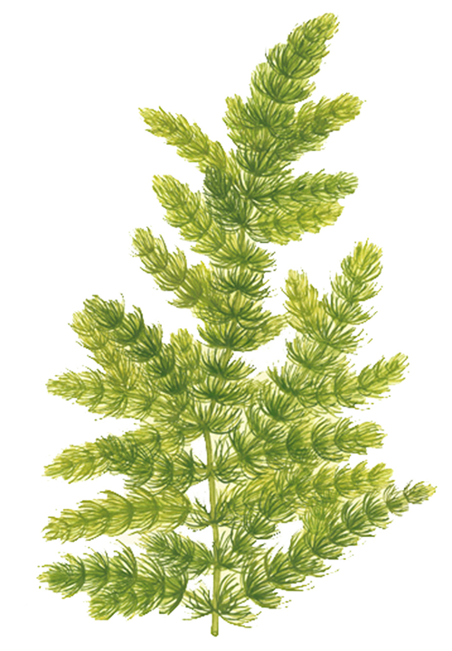 Ceratophyllum demersum - in Portion - Image 3