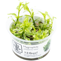 Hygrophila polysperma 'White' - in Cup