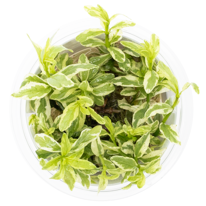 Hygrophila polysperma 'White' - in Cup - Image 2