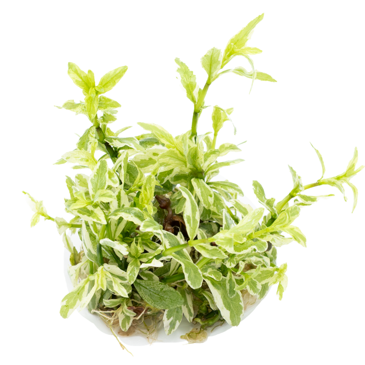 Hygrophila polysperma 'White' - in Cup - Image 3