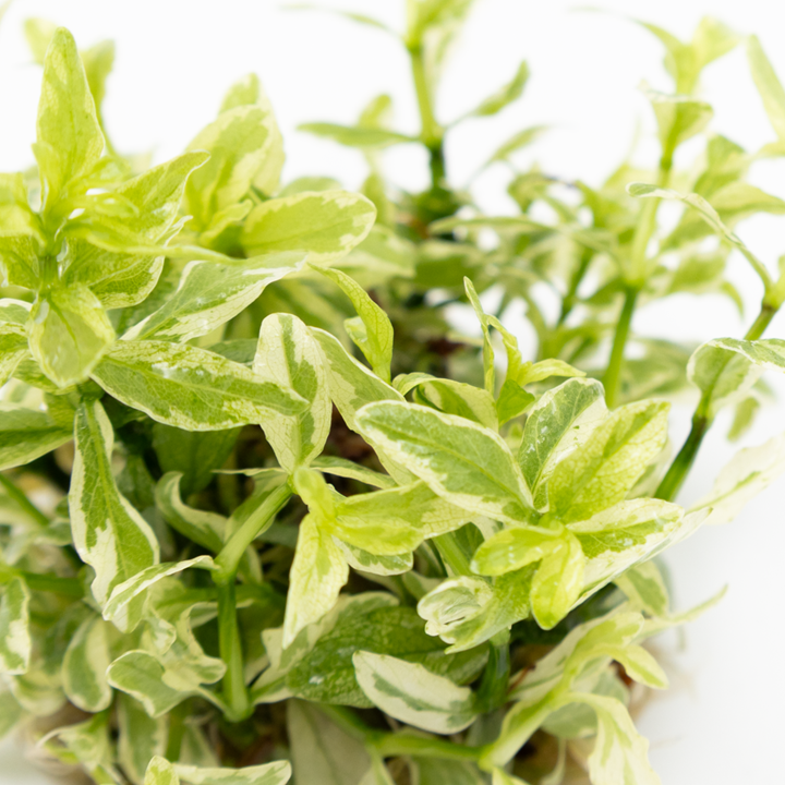 Hygrophila polysperma 'White' - in Cup - Image 4