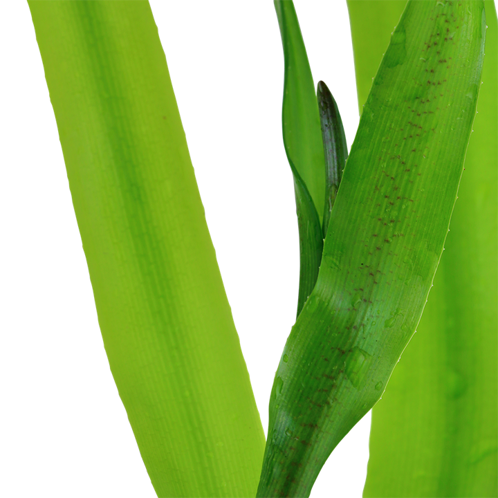 Crinum thaianum - in Pot XL - Image 2