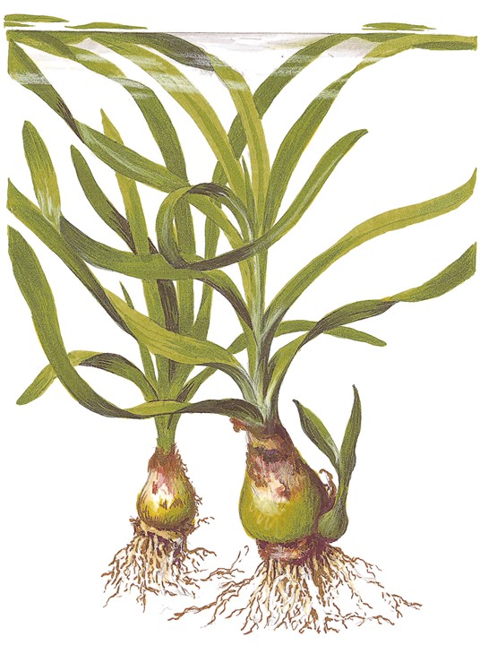 Crinum thaianum - in Pot XL - Image 4