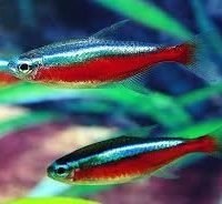 Cardinal Tetra XL (min. 25 pcs)