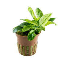 Anubias barteri var. nana 'Pinto' - in Pot