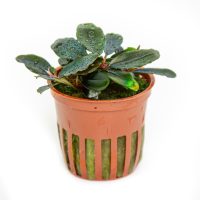 Bucephalandra sordidula 'Blue' - in Pot