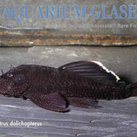 L183 Starlight Bristlenose Pleco S/M (min. 12 pcs)