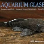 L183 Starlight Bristlenose Pleco S/M