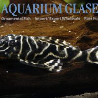 L129 Colombian Zebra Pleco M (min. 3 pcs)