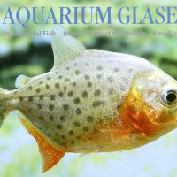 Red-Bellied Piranha S (min. 18 pcs)