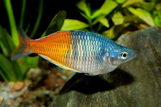 Boeseman's Rainbowfish M
