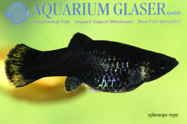 Black Molly L - Image 9