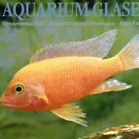 Peacock Cichlid Dragon Blood M/L