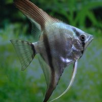 Angelfish Blue M