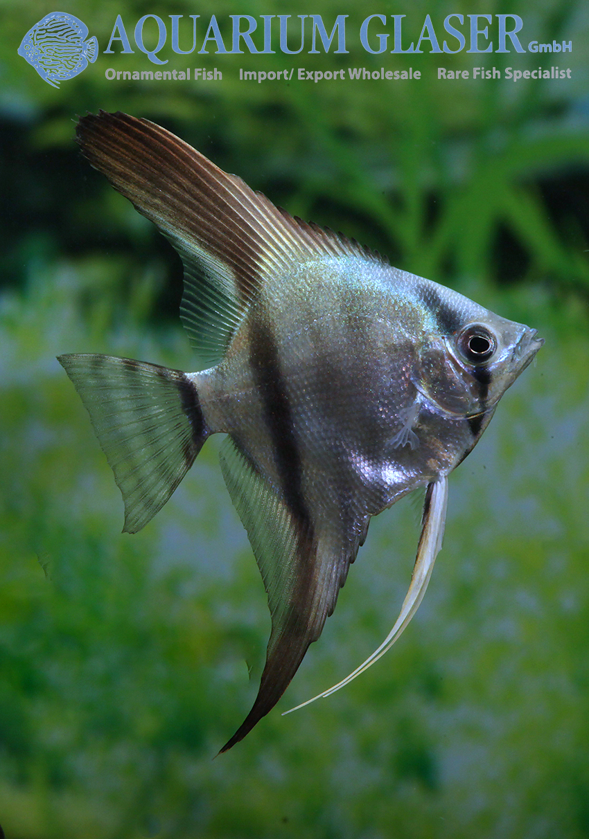 Angelfish Blue M