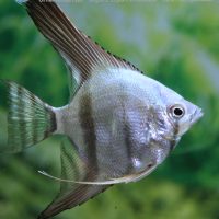 Angelfish Blue M (min. 10 pcs)