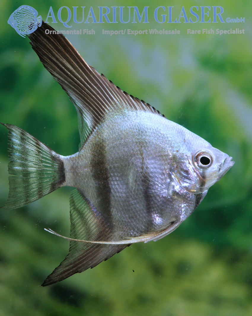 Angelfish Blue M - Image 2