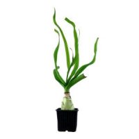 Crinum thaianum - in Pot XL