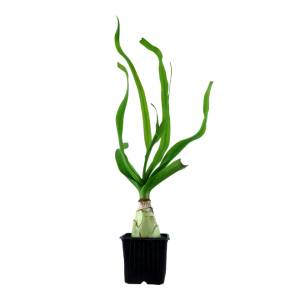 Crinum thaianum - in Pot XL