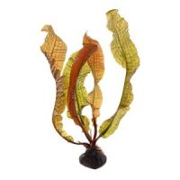 Aponogeton boivinianus - Bulb