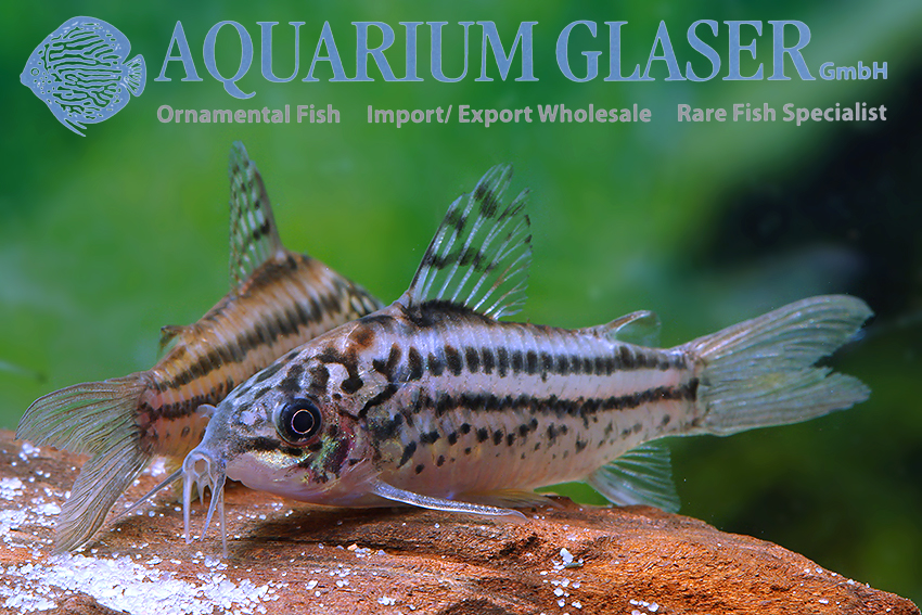 Elegant Cory M/L - Image 9