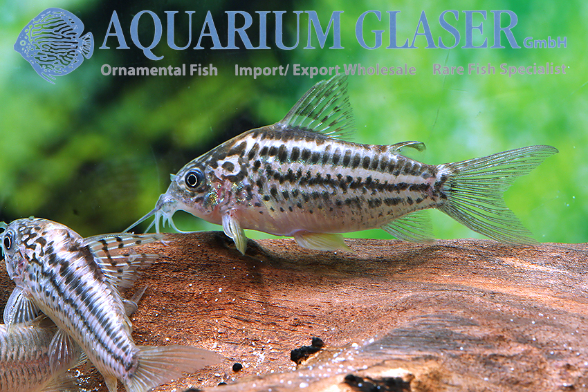 Elegant Cory M/L - Image 2
