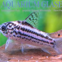 Elegant Cory M/L