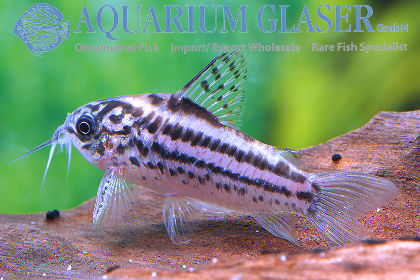 Elegant Cory M/L