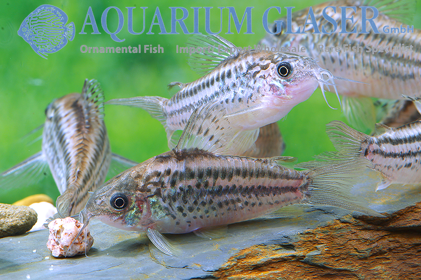 Elegant Cory M/L - Image 6