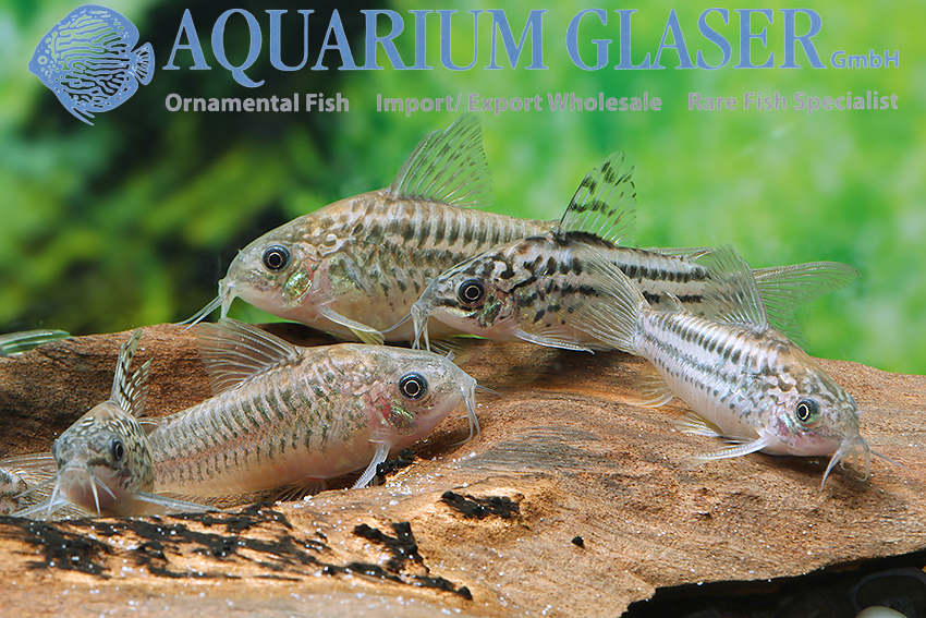 Elegant Cory M/L - Image 7
