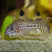 Juli’s Cory M