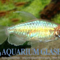 Congo Tetra - Albino M (min. 20 pcs)