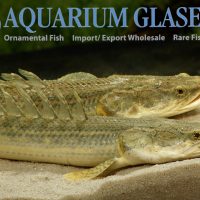 Nile Bichir L (min. 2 pcs)