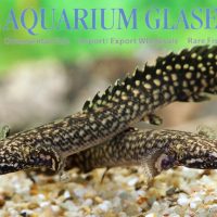 Ornate Bichir S (min. 10 pcs)