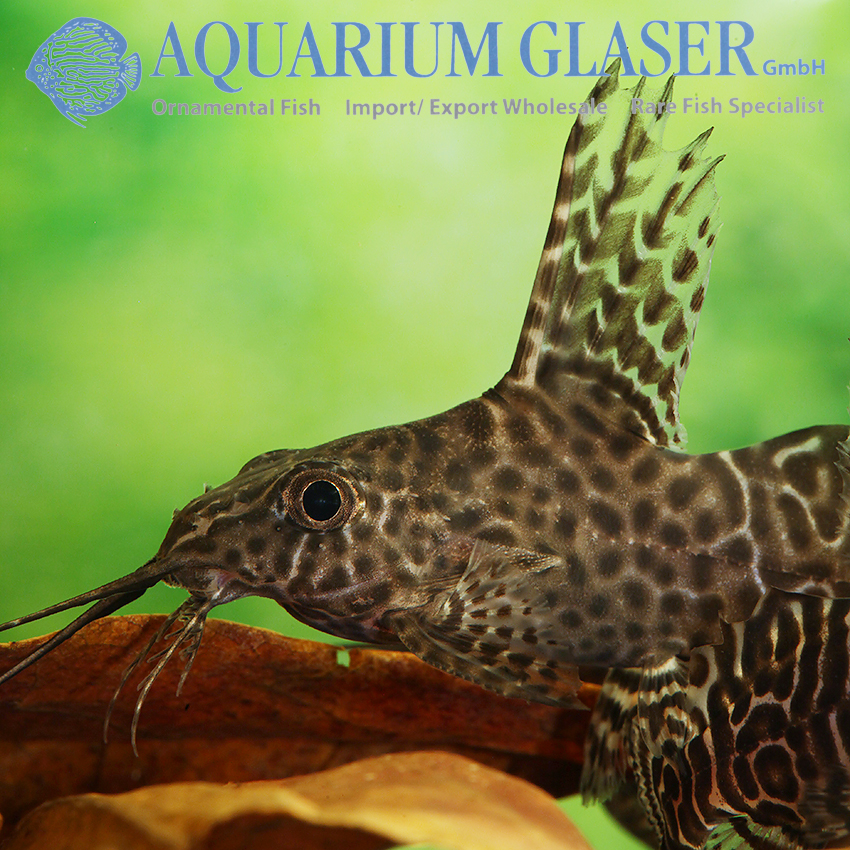 Featherfin Synodontis S/M (min. 12 pcs) - Image 2