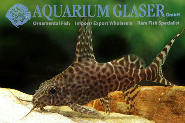 Featherfin Synodontis S/M (min. 12 pcs) - Image 10